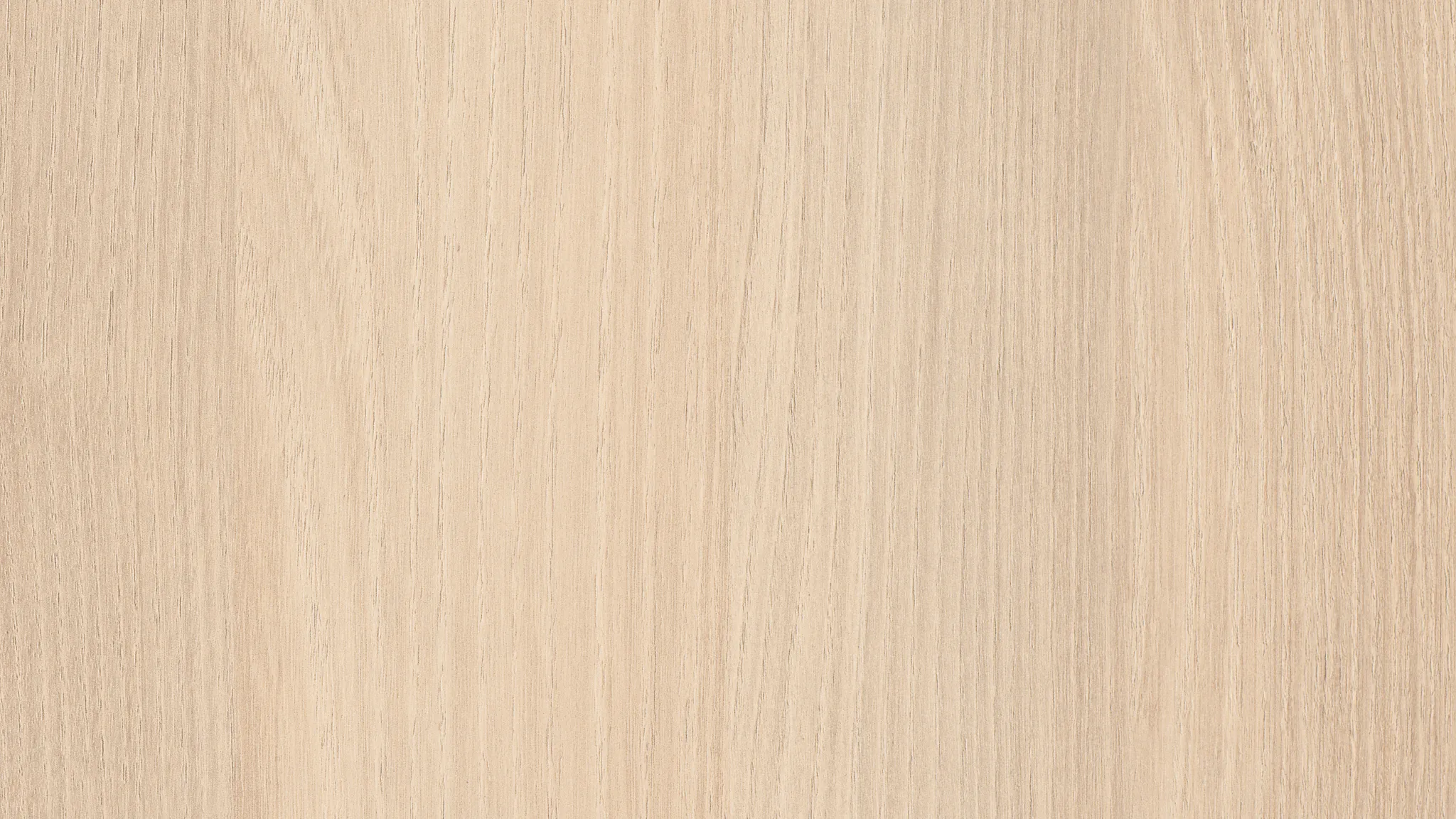 Lakeland acacia licht
